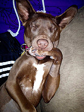 funny_pets_43.jpg