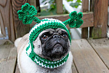 funny_pets_45.jpg