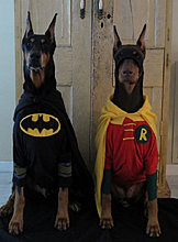 funny_pets_46.jpg