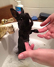 funny_pets_47.jpg
