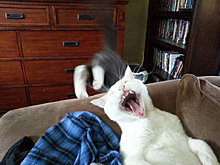funny_pets_48.jpg