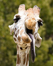 funny_pets_49.jpg