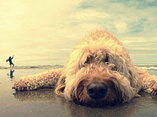 funny_pets_51.jpg