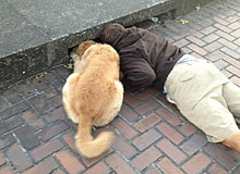 funny_pets_52.jpg