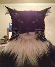 funny_pets_56.jpg