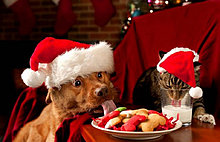 funny_pets_57.jpg