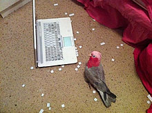 funny_pets_58.jpg
