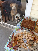 funny_pets_59.jpg