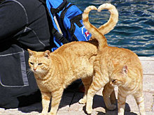 funny_pets_60.jpg