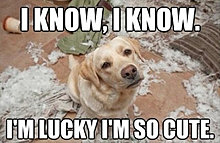 funny_pets_01.jpg