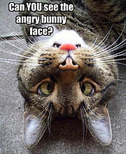 funny_pets_02.jpg