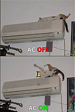 funny_pets_03.jpg