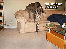 funny_pets_05.jpg