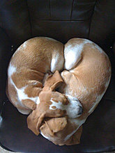 funny_pets_06.jpg