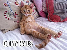 funny_pets_08.jpg
