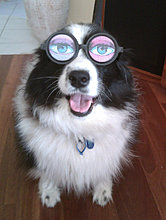 funny_pets_09.jpg