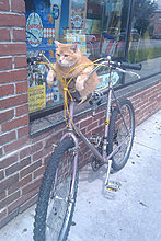 funny_pets_10.jpg