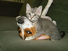 funny_pets_11.jpg