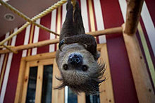 funny_pets_12.jpg