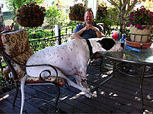 funny_pets_15.jpg