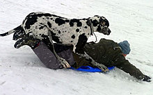 funny_pets_16.jpg