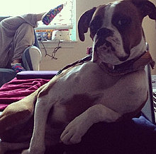 funny_pets_17.jpg