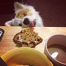 funny_pets_18.jpg