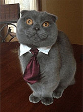 funny_pets_20.jpg