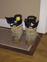 funny_pets_21.jpg