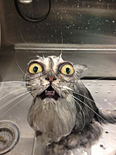 funny_pets_22.jpg