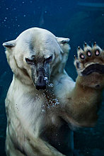 funny_pets_23.jpg