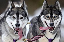 funny_pets_24.jpg