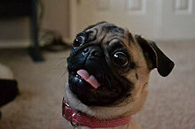 funny_pets_25.jpg