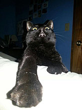 funny_pets_27.jpg