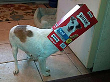 funny_pets_29.jpg