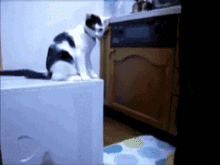funny.gif