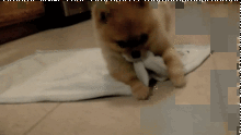 cute_smart_dog.gif