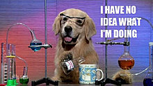 funny_pets_have_no_ideea_01.jpg