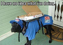 funny_pets_have_no_ideea_02.jpg