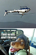 funny_pets_have_no_ideea_04.jpg