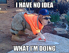 funny_pets_have_no_ideea_06.jpg