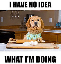 funny_pets_have_no_ideea_08.jpg