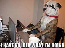 funny_pets_have_no_ideea_09.jpg