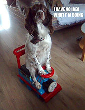 funny_pets_have_no_ideea_10.jpg
