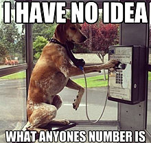 funny_pets_have_no_ideea_11.jpg