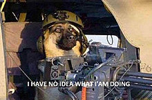 funny_pets_have_no_ideea_12.jpg