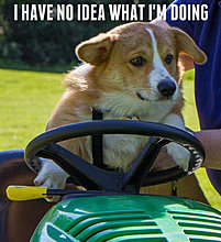 funny_pets_have_no_ideea_16.jpg