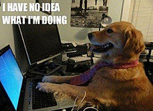 funny_pets_have_no_ideea_17.jpg