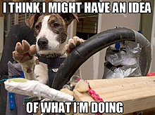 funny_pets_have_no_ideea_19.jpg