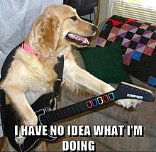 funny_pets_have_no_ideea_20.jpg
